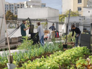 Aidez à la préparation des jardins sur le toit du collège Flora Tristan