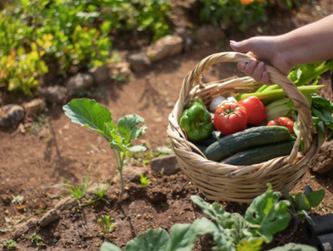 Plantation de plants dans un jardin solidaire