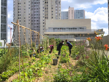 Jardinez sur le toit de l'école Eva Kotchever