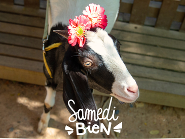 S'occuper des animaux de la ferme du foyer d'accueil médicalisé ? Samedi bien !