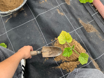 Entretien des potagers solidaires du Grand Blottereau